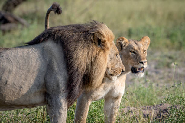istock Lion mating couple standing in the grass. 850906622