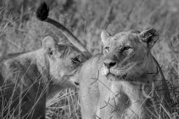 istock Two Lions bonding in the grass. 850906628