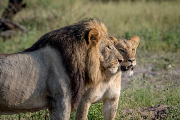istock Lion mating couple standing in the grass. 850906722