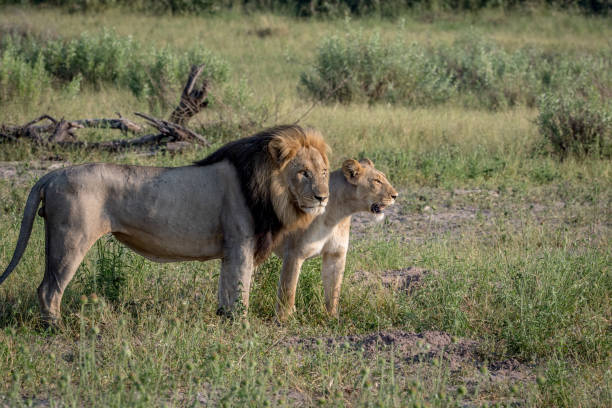 istock Lion mating couple standing in the grass. 850906746