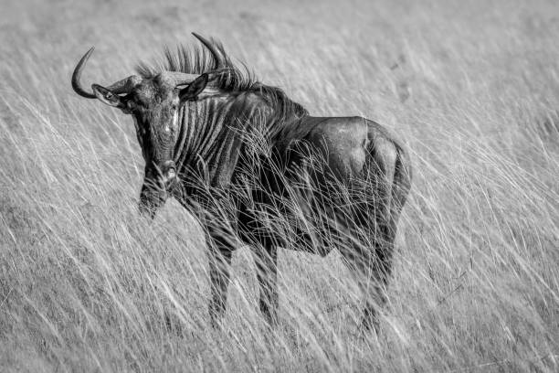 istock Blue wildebeest standing in the grass. 850906752