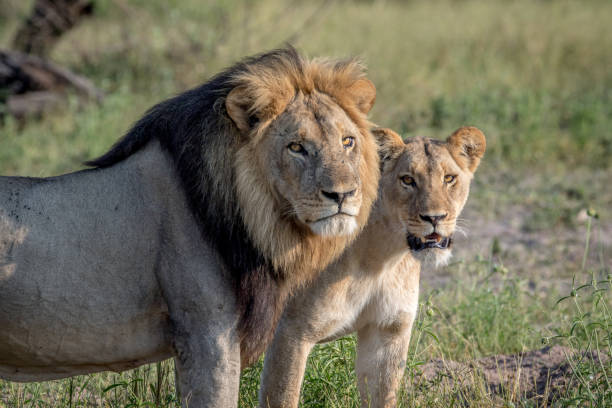 istock Lion mating couple standing in the grass. 850906762