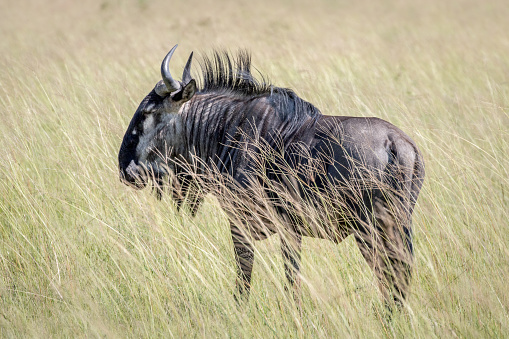 Blue wildebeest standing in the grass in the Chobe National Park, Botswana.
