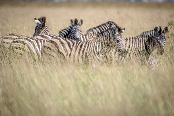 istock Group of Zebras standing in the high grass. 850906828