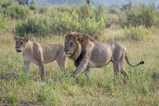 istock Lion mating couple walking in the grass. 850906874