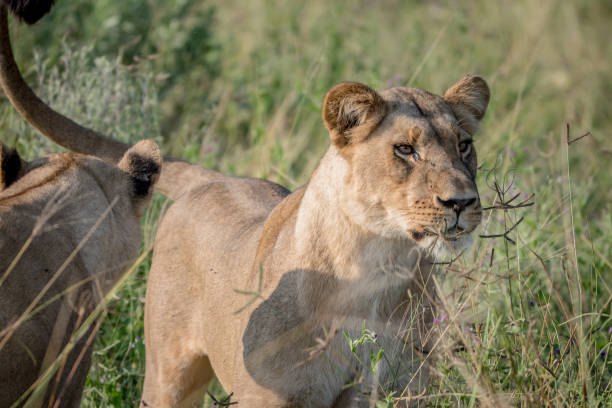 istock Lion standing in the high grass and starring. 850906878
