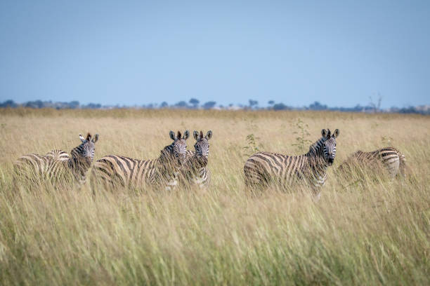 istock Group of Zebras standing in the high grass. 850906896