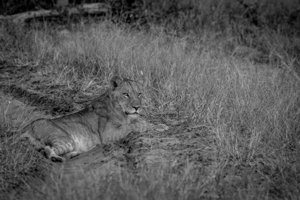 istock Lion laying on the road and starring. 850906918