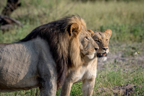 istock Lion mating couple standing in the grass. 850906920