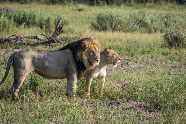 istock Lion mating couple standing in the grass. 850906928