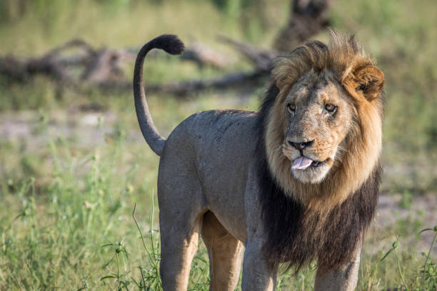istock Big male Lion standing in the grass. 850906934