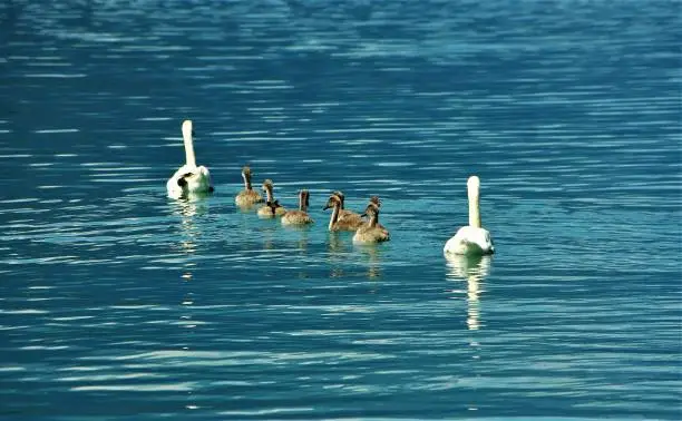 A visually stunning and perfectly balanced picture of a water bird family comprising two adult Swans and their brood of five cygnets swimming in perfect synchrony and line formation with mother and father at front and rear of the line of five cygnets evenly and protectively spaced between them. The gently rippling, blue-green glacial waters of Lake Brienz in Switzerland provide the perfect backdrop.