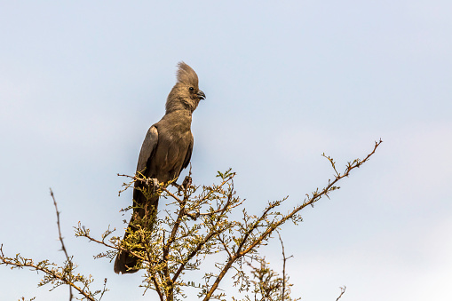 On top of a bush a grey go-away-bird, also known as the grey lourie.