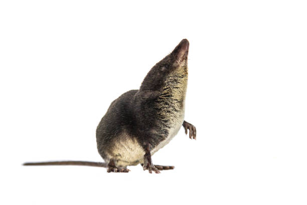 istock Water shrew looking up on white background 850912858
