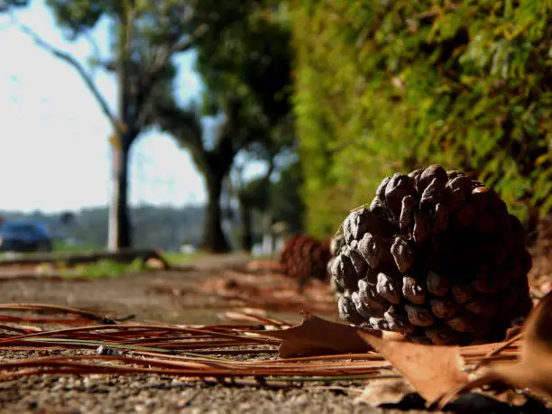 a pine cone falls on the sidewalk and now survives the walkers who pass through there
