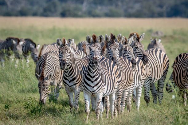 istock Group of Zebras starring at the camera. 850913380