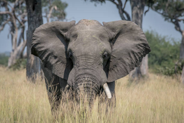 istock Big Elephant bull standing in the high grass. 850914388