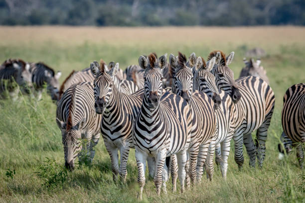 istock Group of Zebras starring at the camera. 850914808
