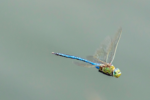 Dragonfly caught in flight over the lake.