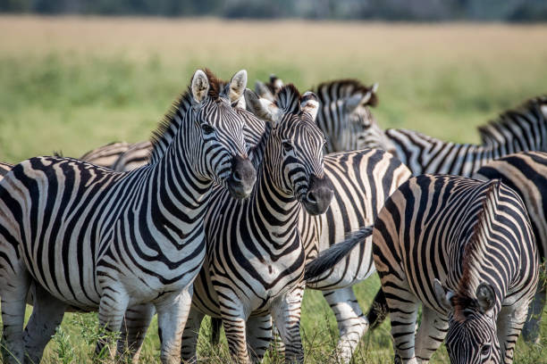 istock Two Zebras starring at the camera. 850915860