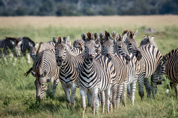 istock Group of Zebras starring at the camera. 850916178