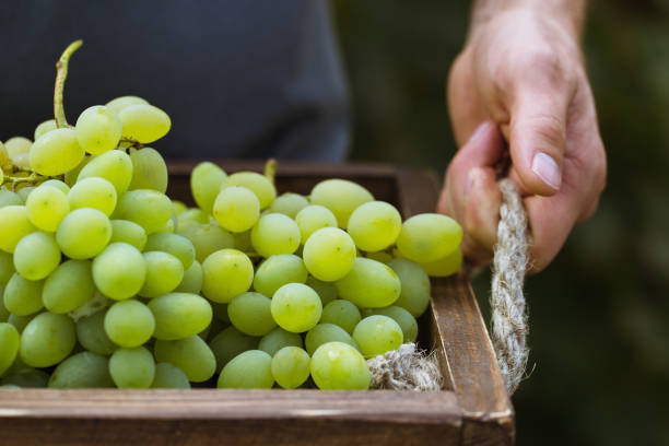istock A man picking grapes in a vineyard 850917442
