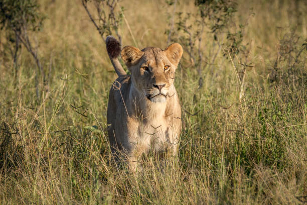 istock Lion standing in the grass in Chobe. 850921334