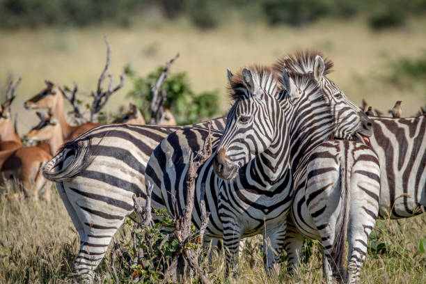 istock Group of Zebras bonding in Chobe. 850921422