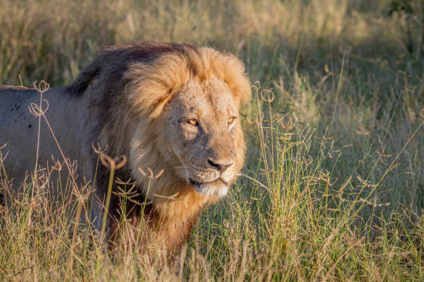 istock Big male Lion walking in the high grass. 850921778
