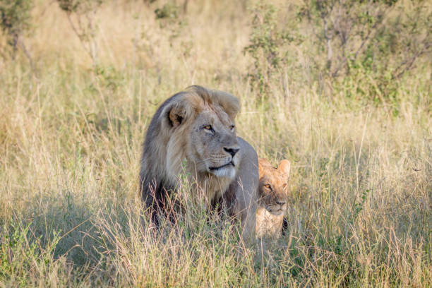 istock Big male Lion walking in the high grass. 850921782