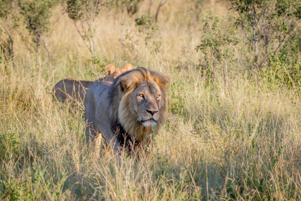 istock Big male Lion walking in the high grass. 850921892