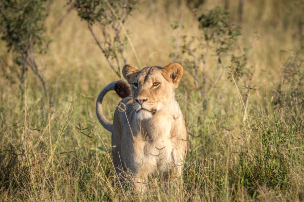 istock Lion standing in the grass in Chobe. 850921898