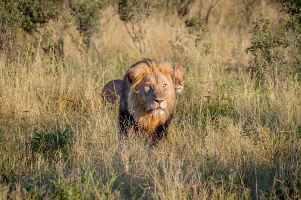 istock Big male Lion walking in the high grass. 850922014