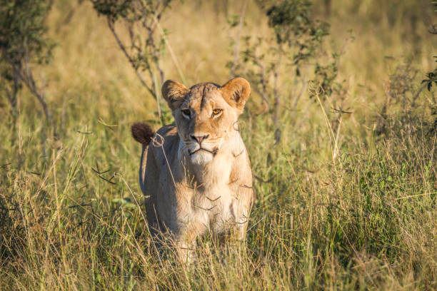 istock Lion standing in the grass in Chobe. 850922260