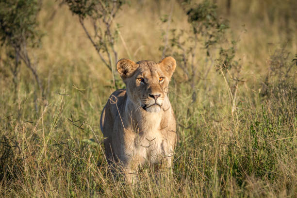 istock Lion standing in the grass in Chobe. 850922340