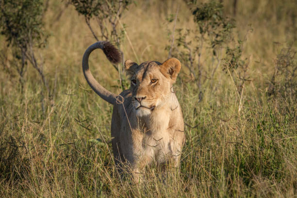 istock Lion standing in the grass in Chobe. 850922606