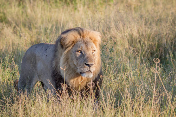 istock Big male Lion walking in the high grass. 850922610