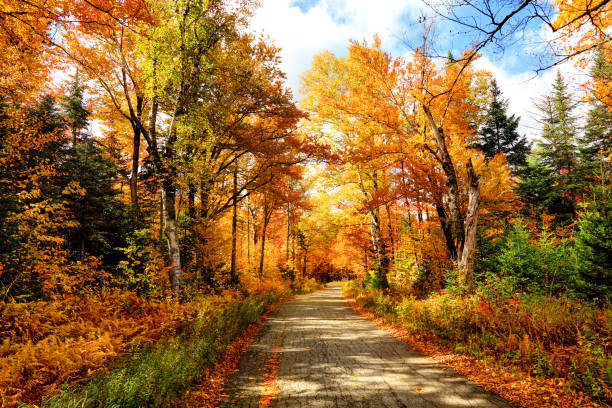 herbst straße in new hampshire - vibrant color image leaf lush foliage stock-fotos und bilder