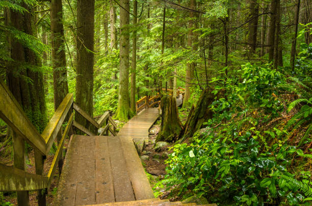 istock Deserted Wooden Walkway through a Forest 850927974