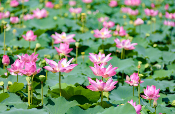 istock Red Lotus in the garden 850930260