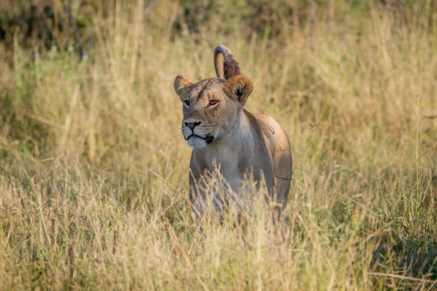 istock Lion standing in the grass in Chobe. 850930440