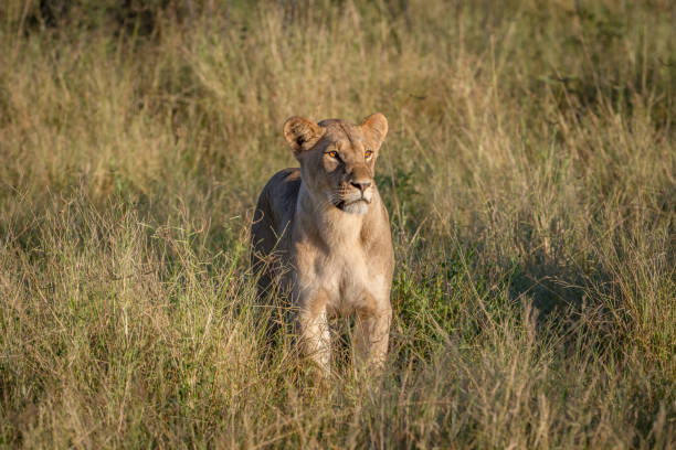 istock Lion standing in the grass in Chobe. 850930442