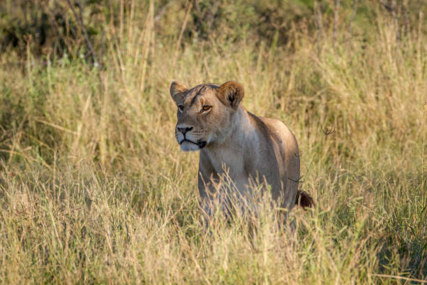 istock Lion standing in the grass in Chobe. 850930476