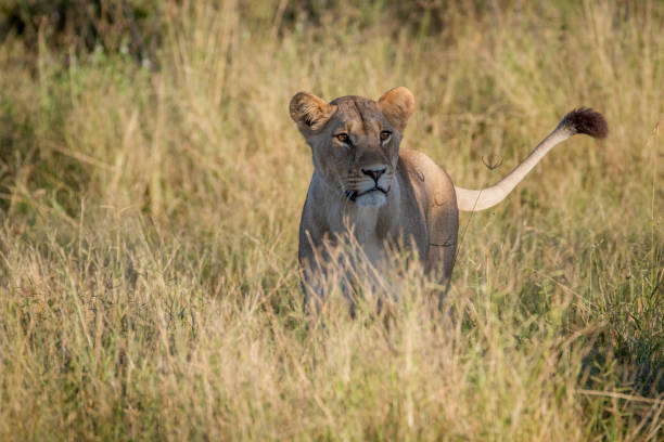 istock Lion standing in the grass in Chobe. 850930528
