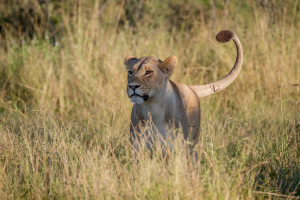 istock Lion standing in the grass in Chobe. 850930594