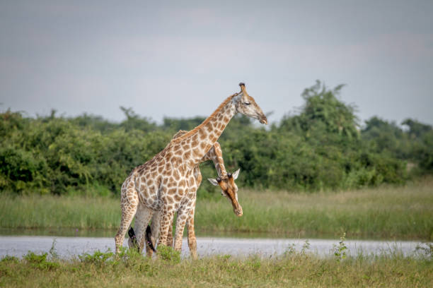 istock Two Giraffes necking in Chobe. 850930628