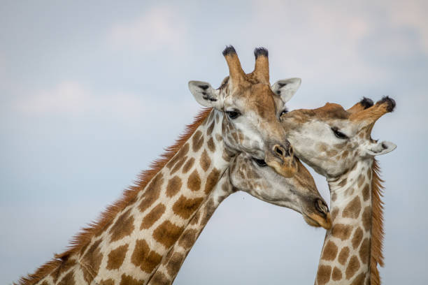 istock Close up of three Giraffes in Chobe. 850930706