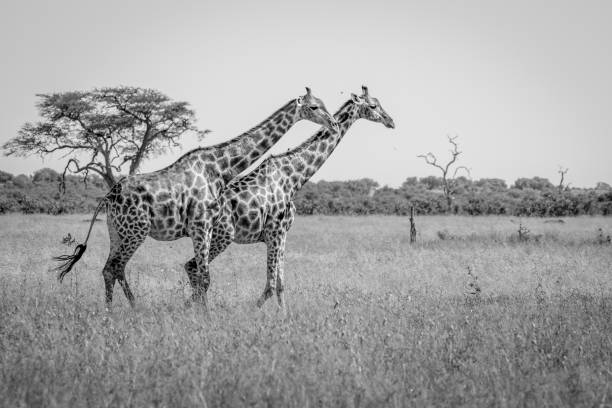 istock Two Giraffes walking in the grass. 850930770