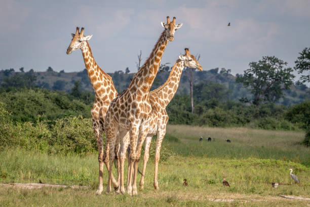 istock Group of Giraffes standing in the grass. 850930856