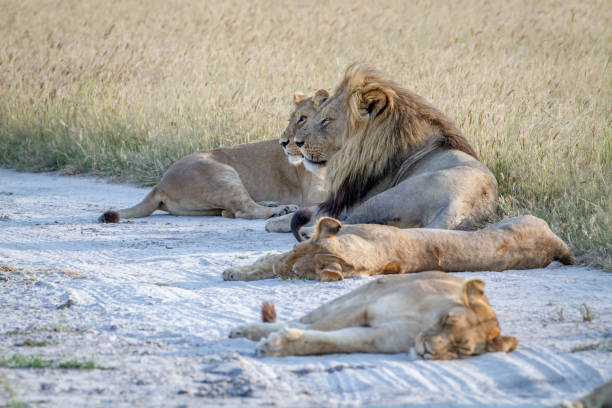 istock Pride of Lions laying in the sand. 850930864
